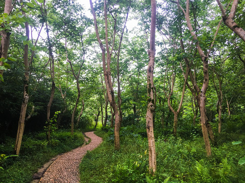森林公園的林蔭道