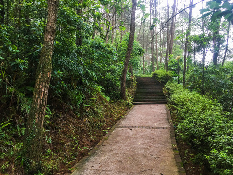 森林公园的林荫道