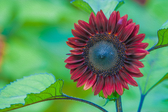 油画效果太阳花