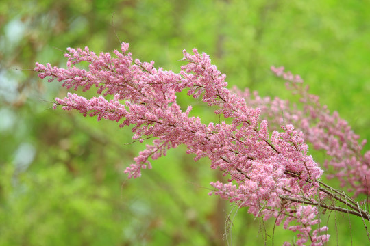 红柳花开