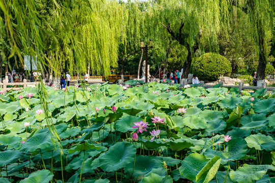 大明湖夏荷