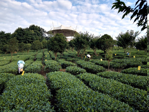 茶山