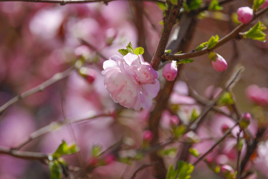 春暖花开桃花小桃红粉花春天花卉