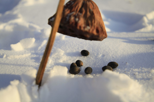 荷塘莲子藕荷残荷雪地冬天寒冬荷