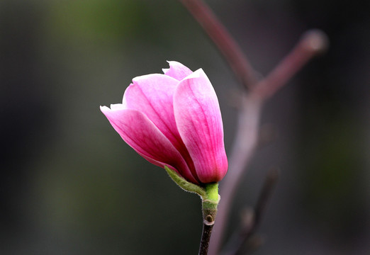 玉兰花