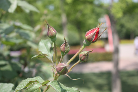 月季花苞