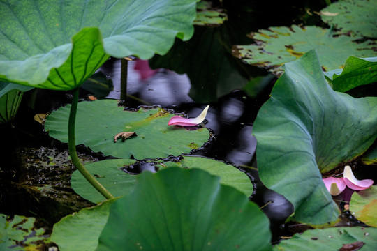 荷花池