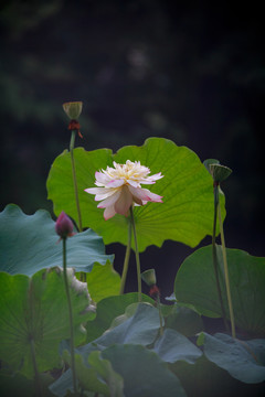 荷花