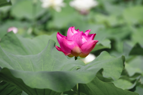 夏日公园荷塘荷花盛开