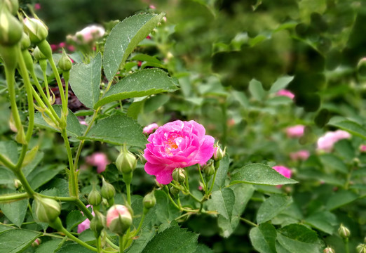 蔷薇玫瑰月季花卉