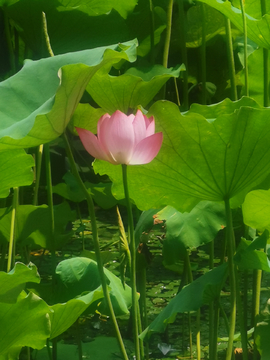 夏日荷花