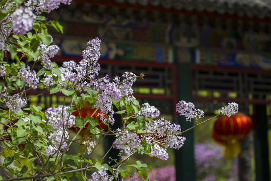 丁香