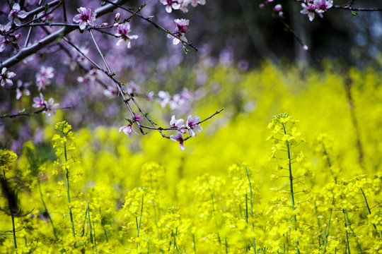 油菜花与桃花