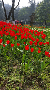 郁金香花海