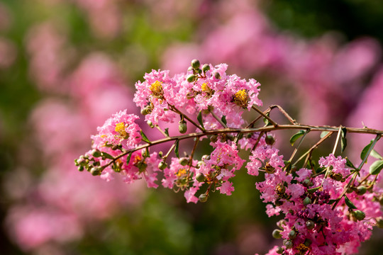 紫薇花