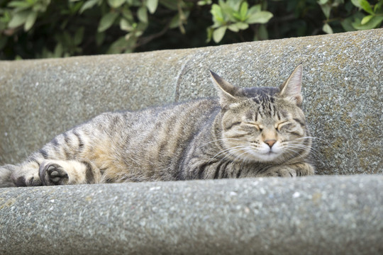 打瞌睡的小猫