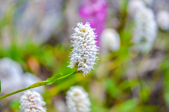 野茼蒿