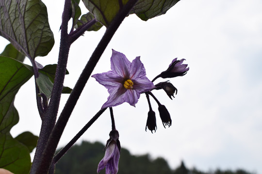 茄子开花