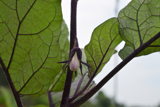 茄子开花