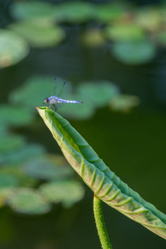 蜻蜓