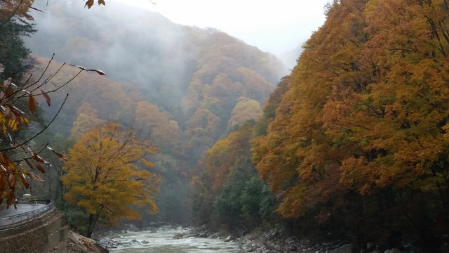 山水风景画红枫森林