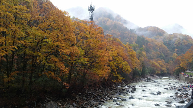 山水风景画红枫森林