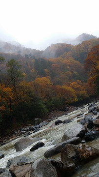 山水风景画红枫森林