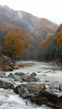 山水风景画红枫森林