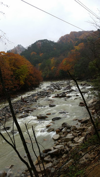 山水风景画红枫森林