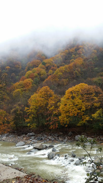 山水风景画红枫森林