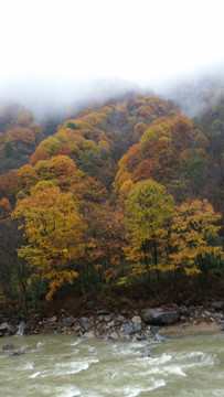 山水风景画红枫森林