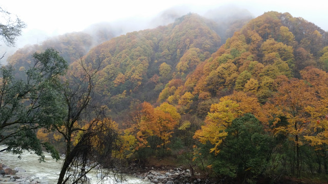 山水风景画红枫森林