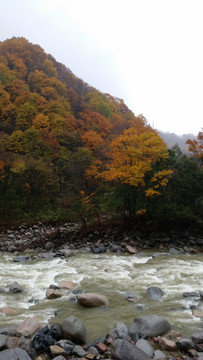 山水风景画红枫森林