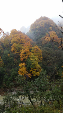 山水风景画红枫森林