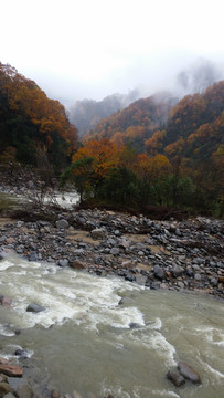 山水风景画红枫森林