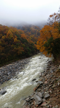 山水风景画红枫森林