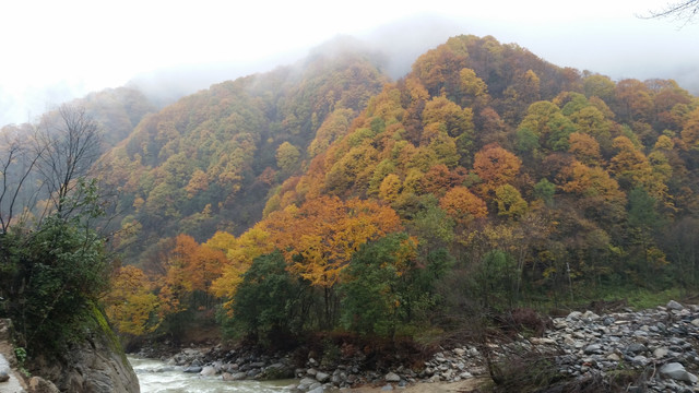 山水风景画红枫森林