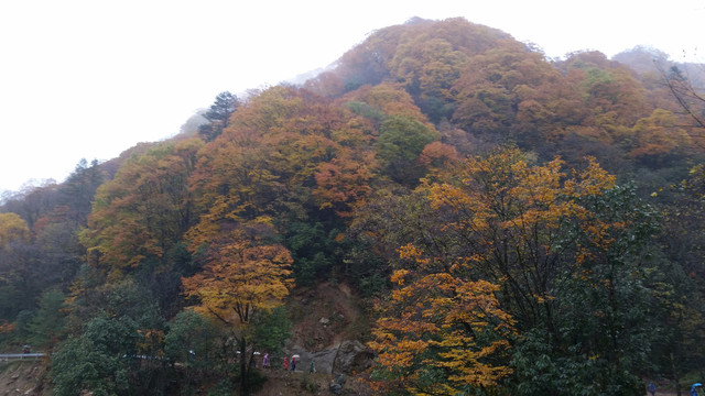 山水风景画红枫森林