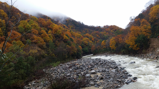 山水风景画红枫森林