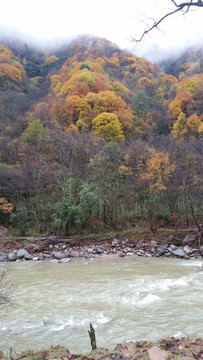 山水风景画红枫森林