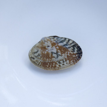 密纹花蛤