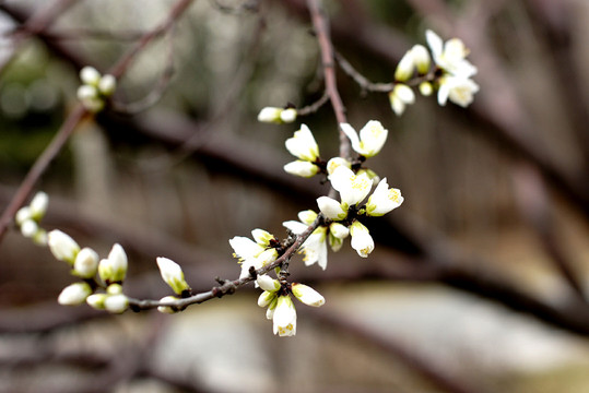 樱花