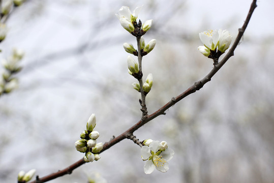 樱花