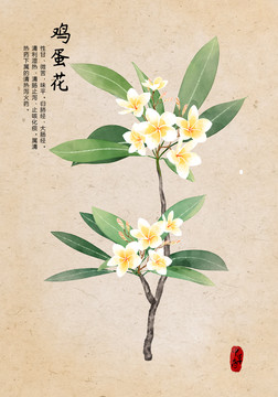 雞蛋花