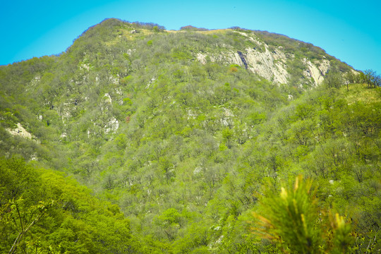 高山丛林