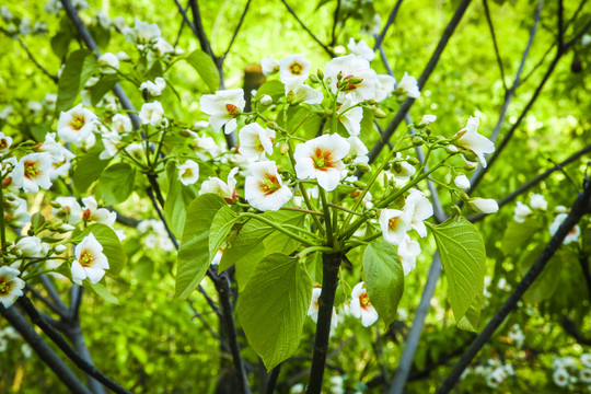 桐花