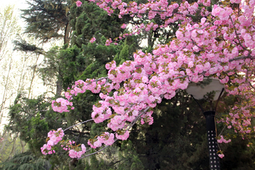 西安交大樱花