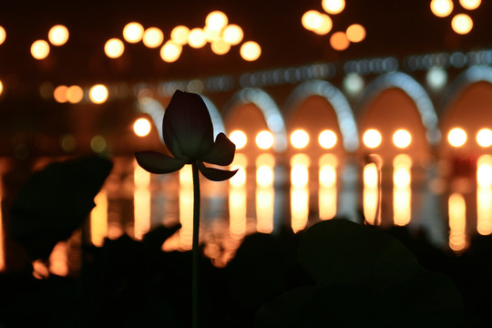 西安曲江池公园夜景