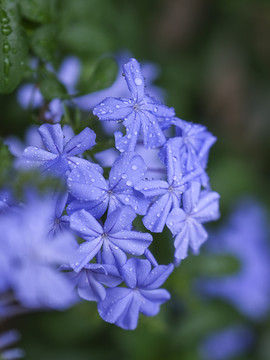 蓝雪花