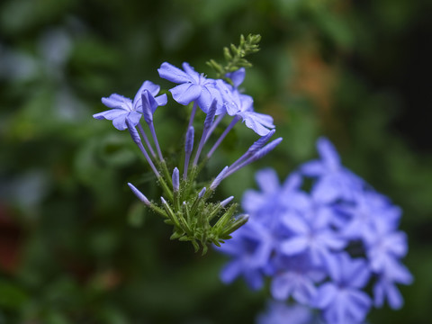 蓝雪花